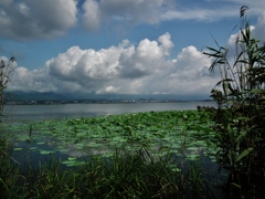 夏雲と蓮