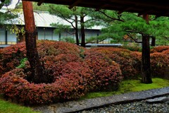 絡む