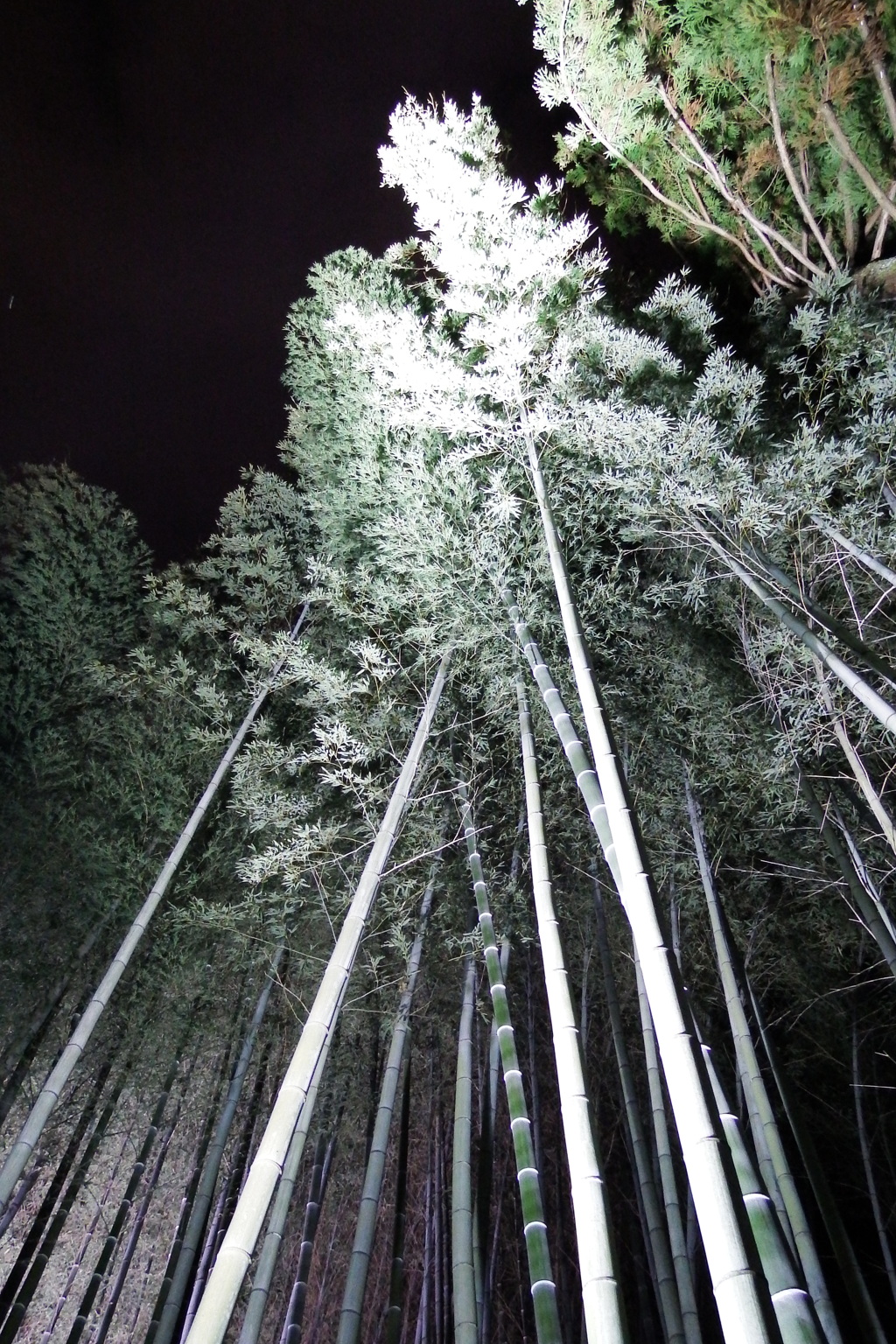 竹林