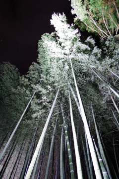 竹林