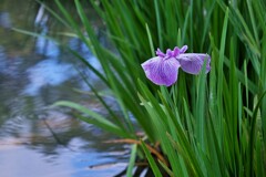 菖蒲