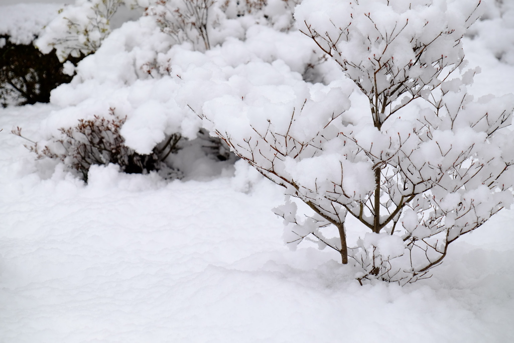 雪庭