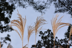 手芒
