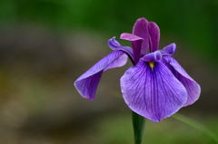 盛花