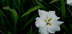 菖蒲