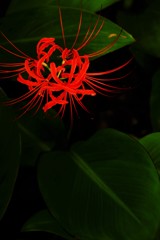 早秋