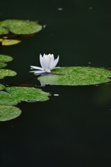 白さ