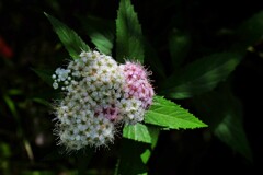 小さき花