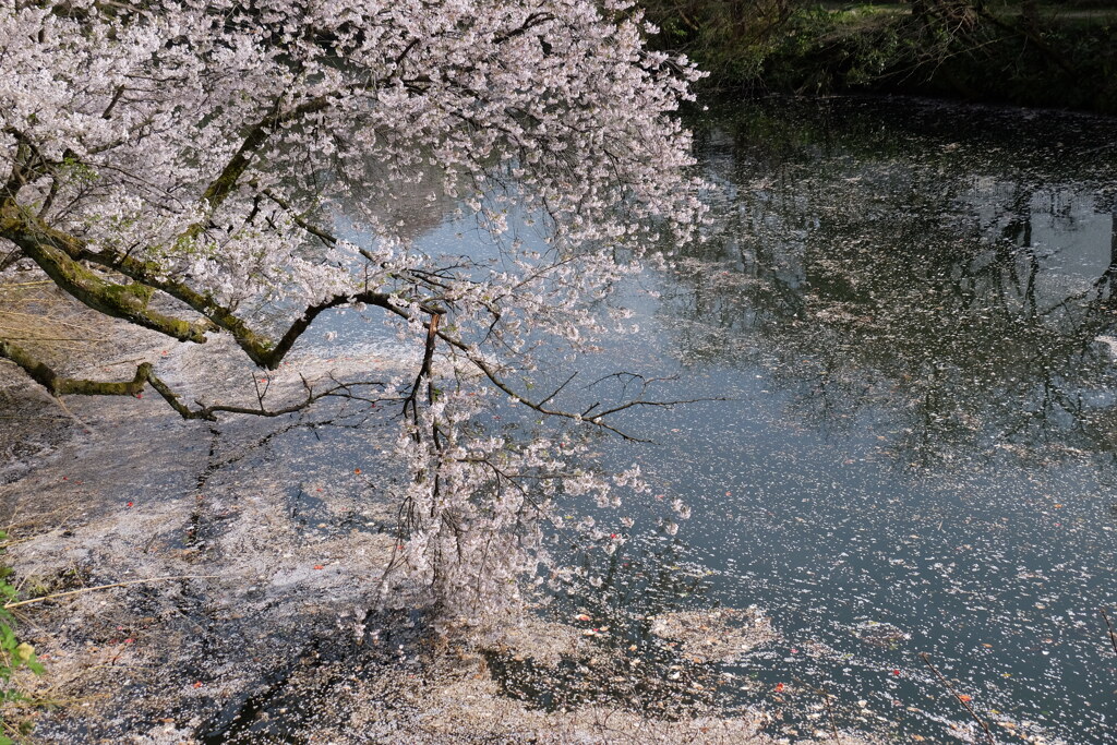 桜三態