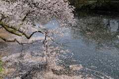 桜三態