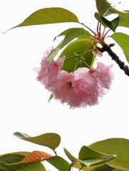 ’１８桜