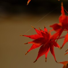 糸