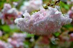 ’１８桜