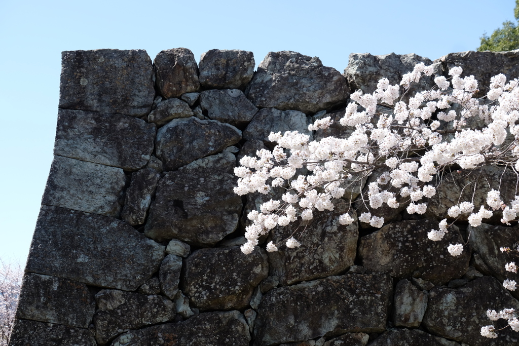 石垣に桜