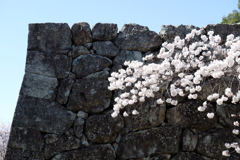 石垣に桜