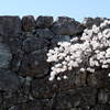石垣に桜