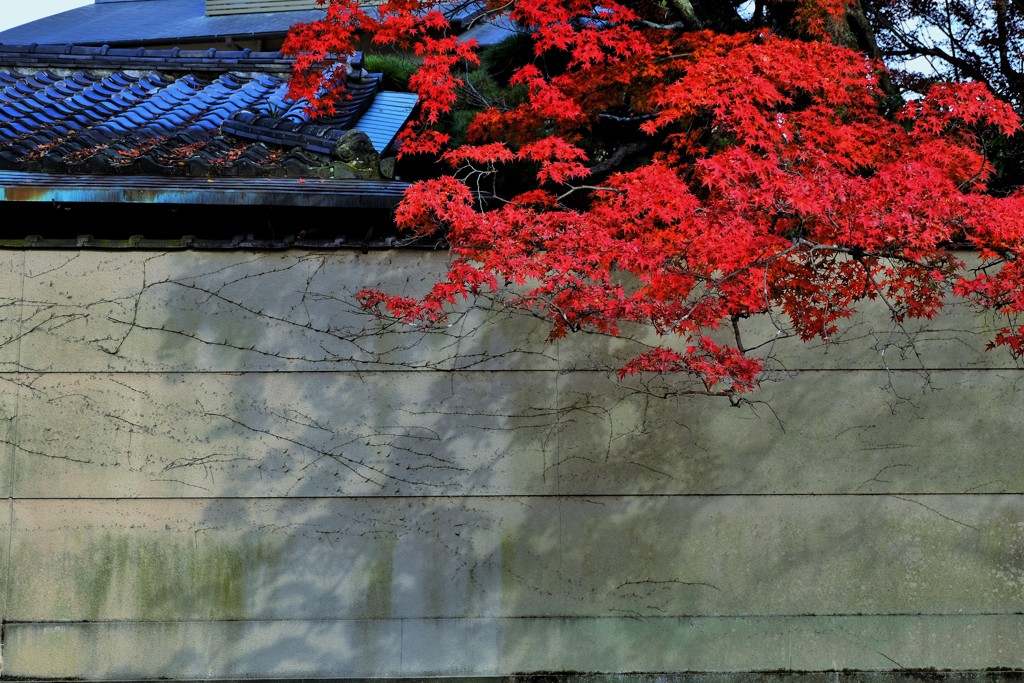 紅葉影
