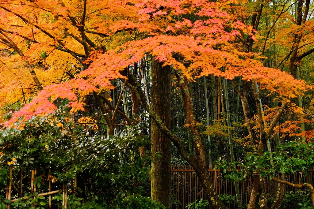 傘紅葉