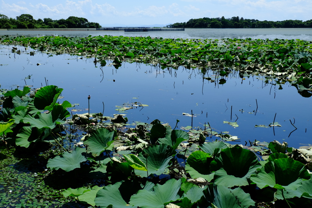 湖道