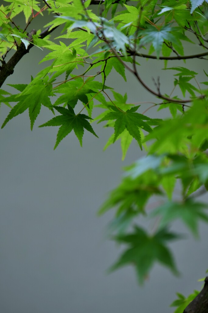 翠楓三景
