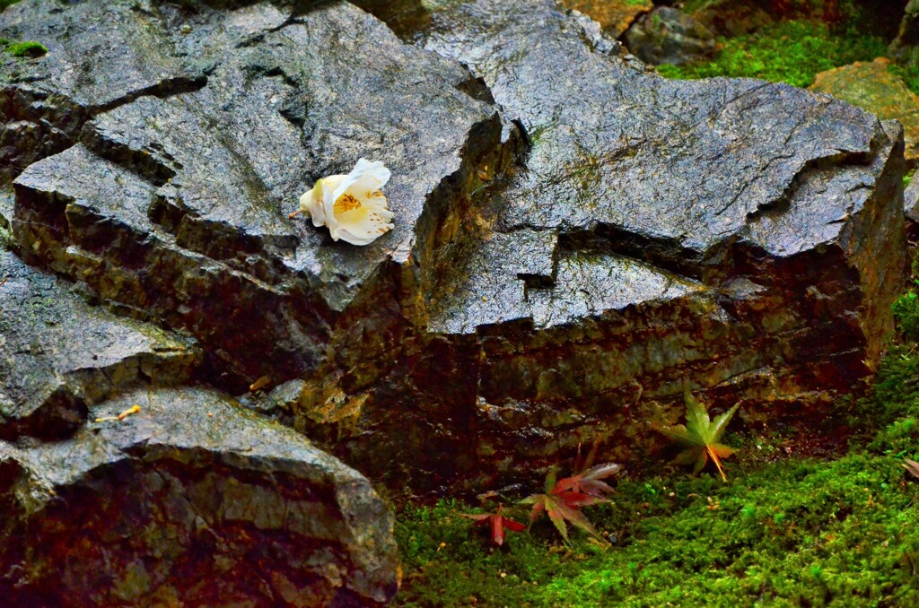 落花