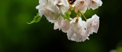’１８桜