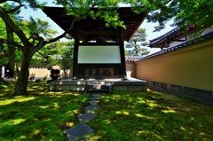 木漏れ日の苔庭