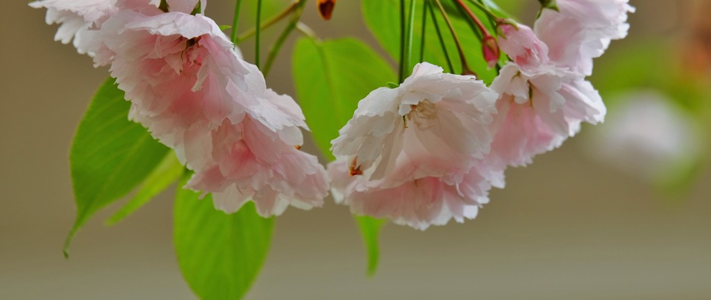 ’１８桜