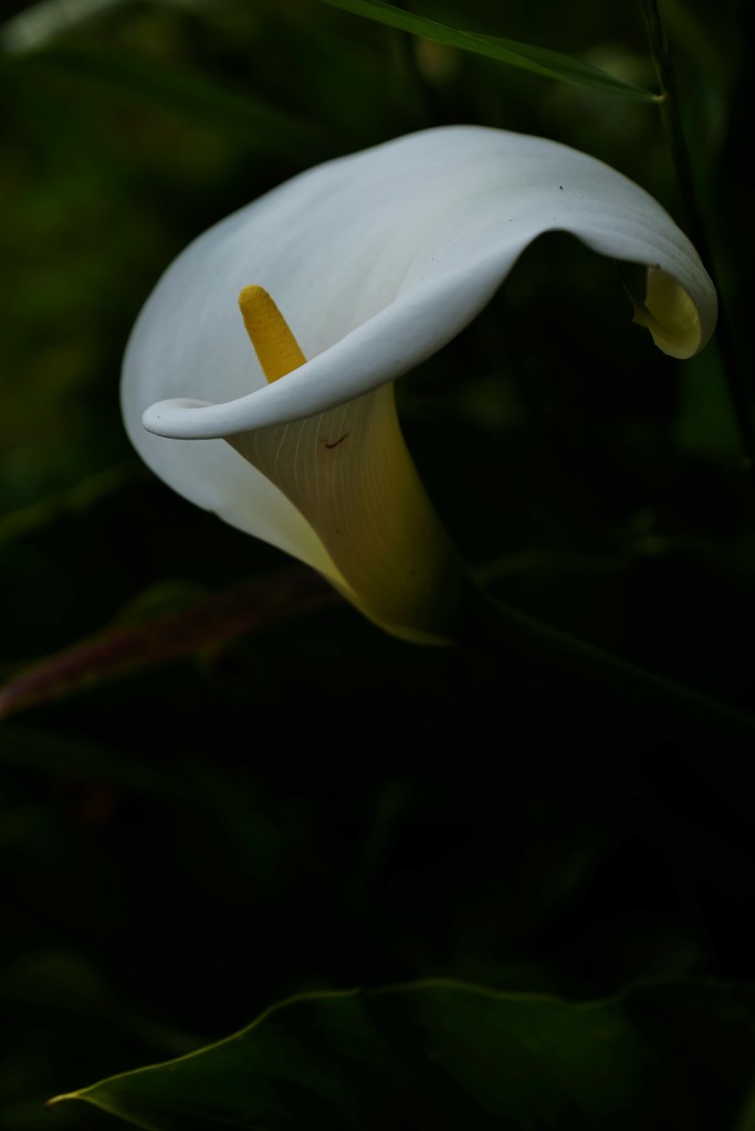 カラー