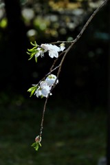 枝先