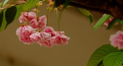 ’１８桜