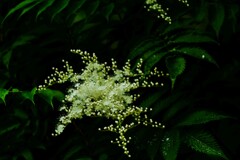 華