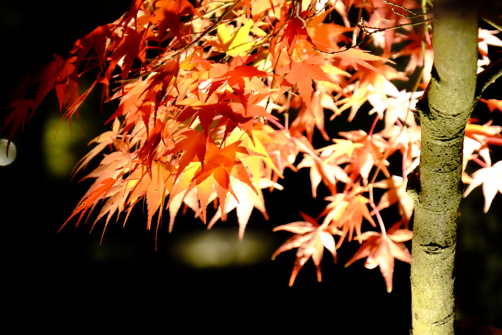 夜紅葉