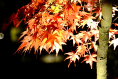 夜紅葉