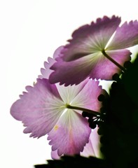 透けて