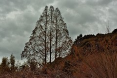 三本樹