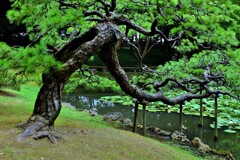 枝