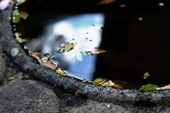 手水景