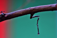 雨あがる