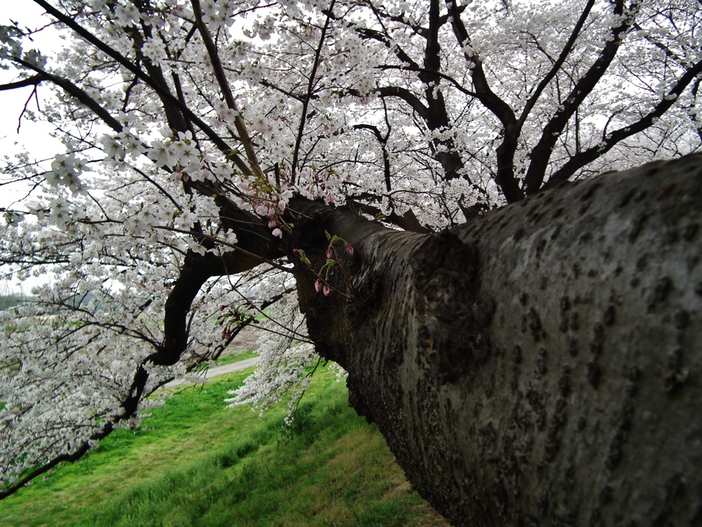 伸びる桜