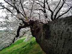 伸びる桜