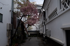 桜小道
