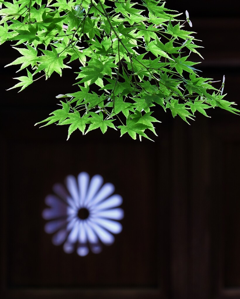 菊紋
