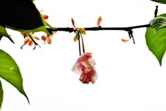 ’１８桜