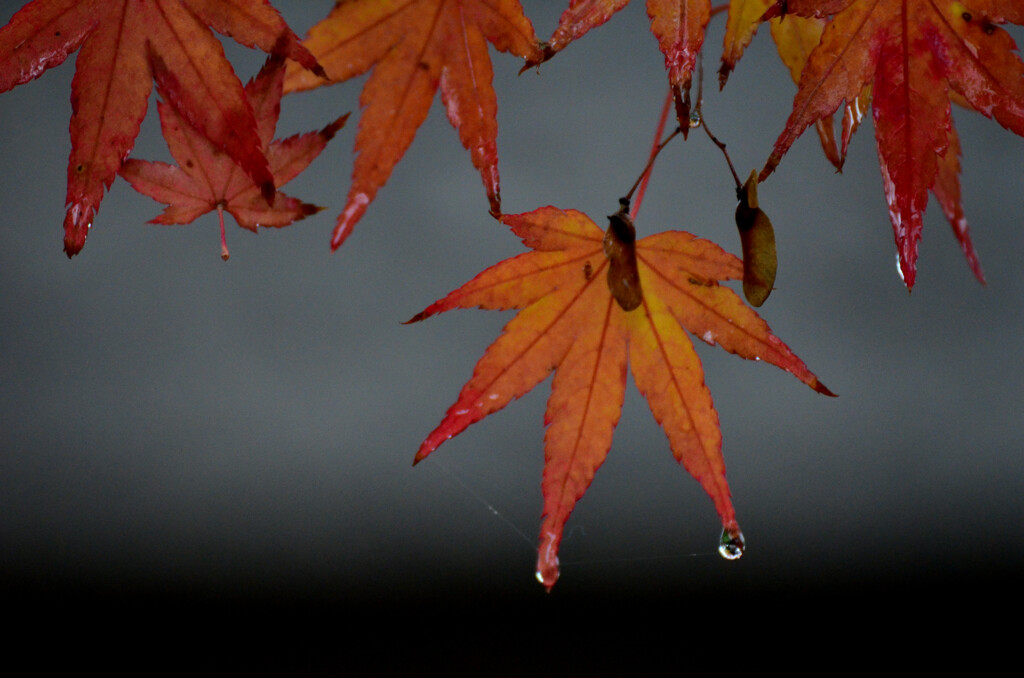 雨上がり