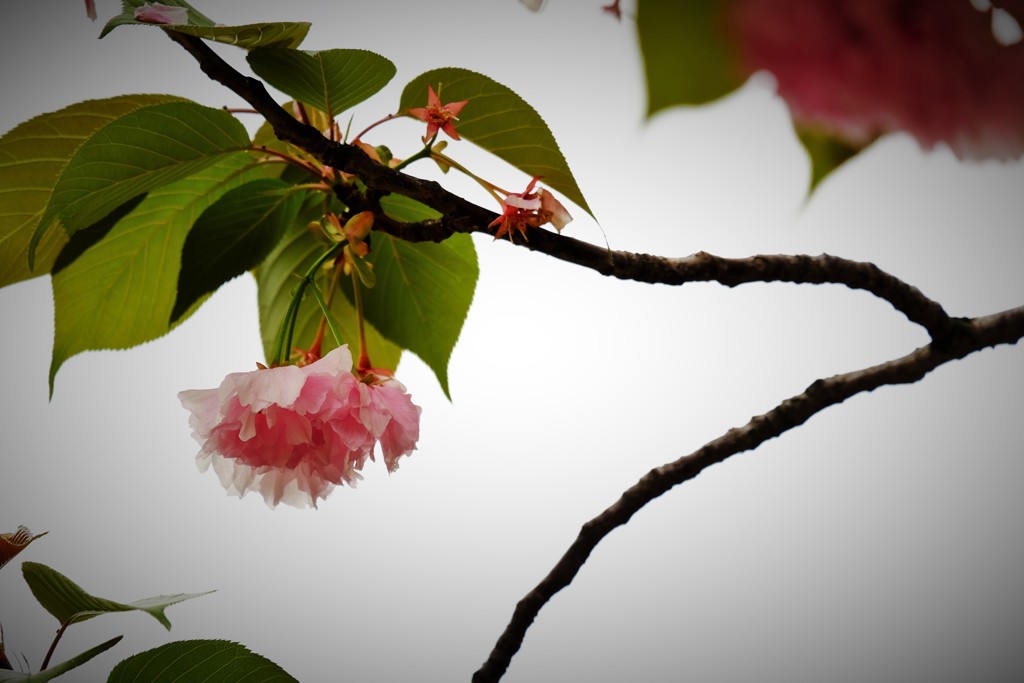 ’１８桜