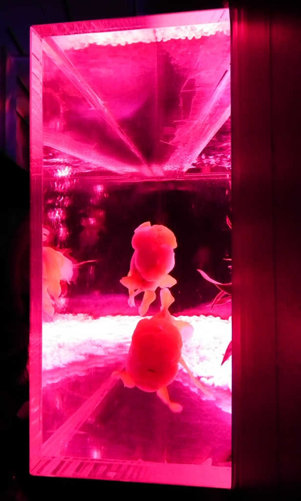 金魚アート
