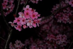 紅桜