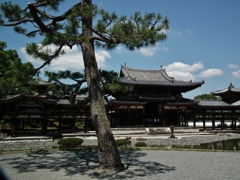 平等院の松