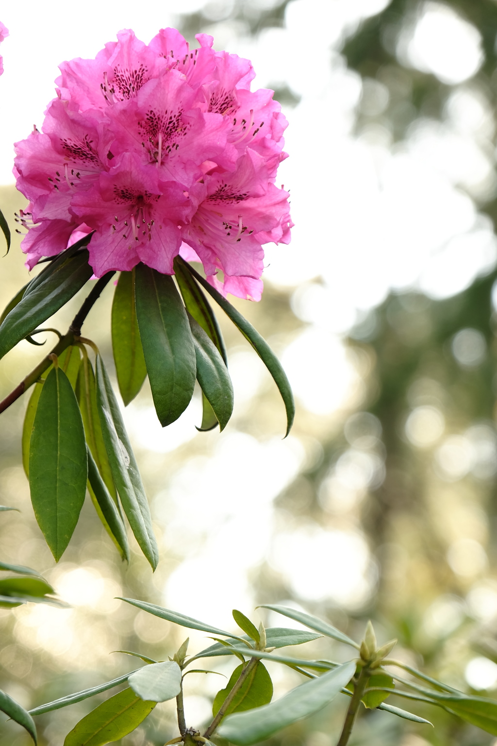 一つの花